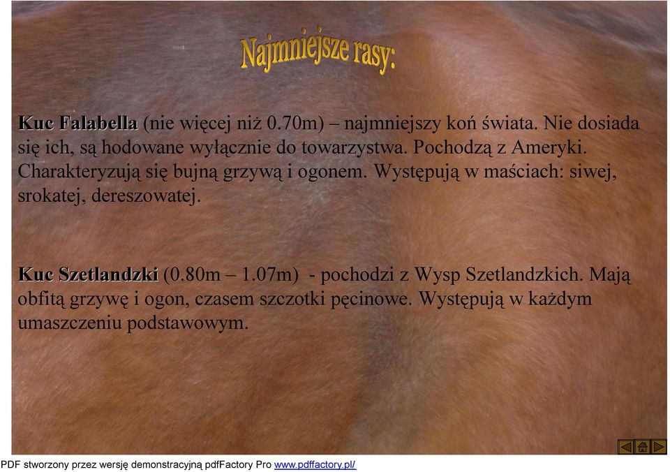Charakteryzują się bujną grzywą i ogonem. Występują w maściach: siwej, srokatej, dereszowatej. Kuc Szetlandzki (0.
