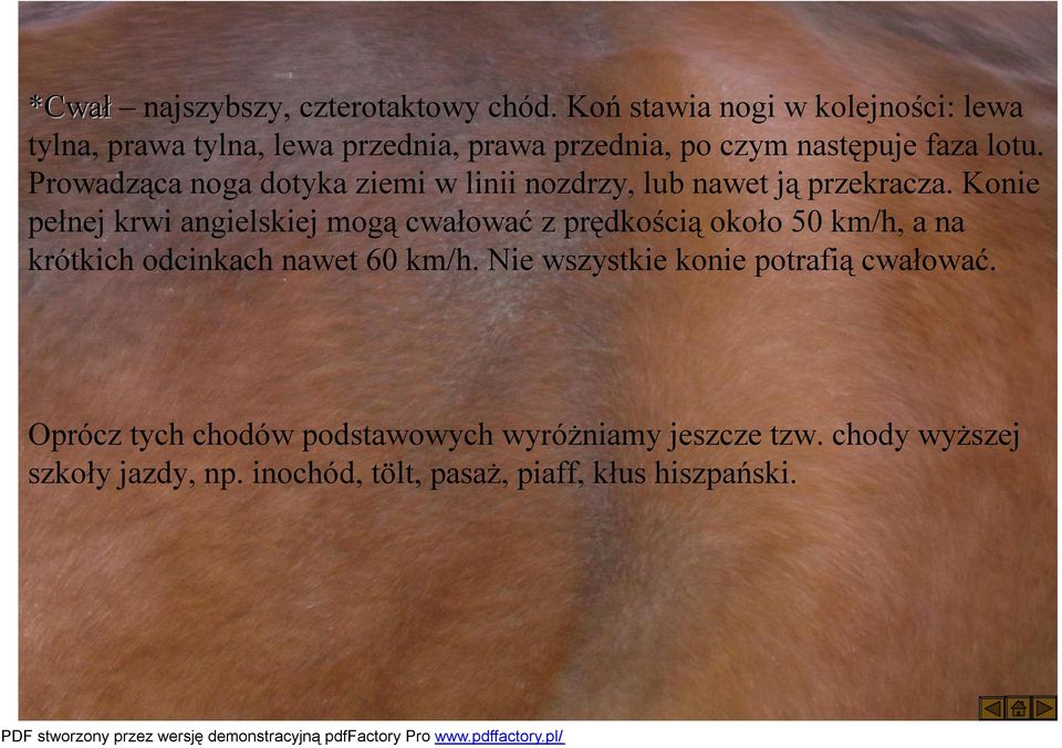 Prowadząca noga dotyka ziemi w linii nozdrzy, lub nawet ją przekracza.