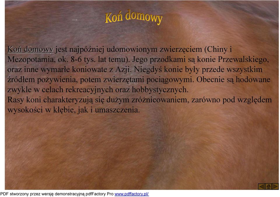 Niegdyś konie były przede wszystkim źródłem pożywienia, potem zwierzętami pociągowymi.