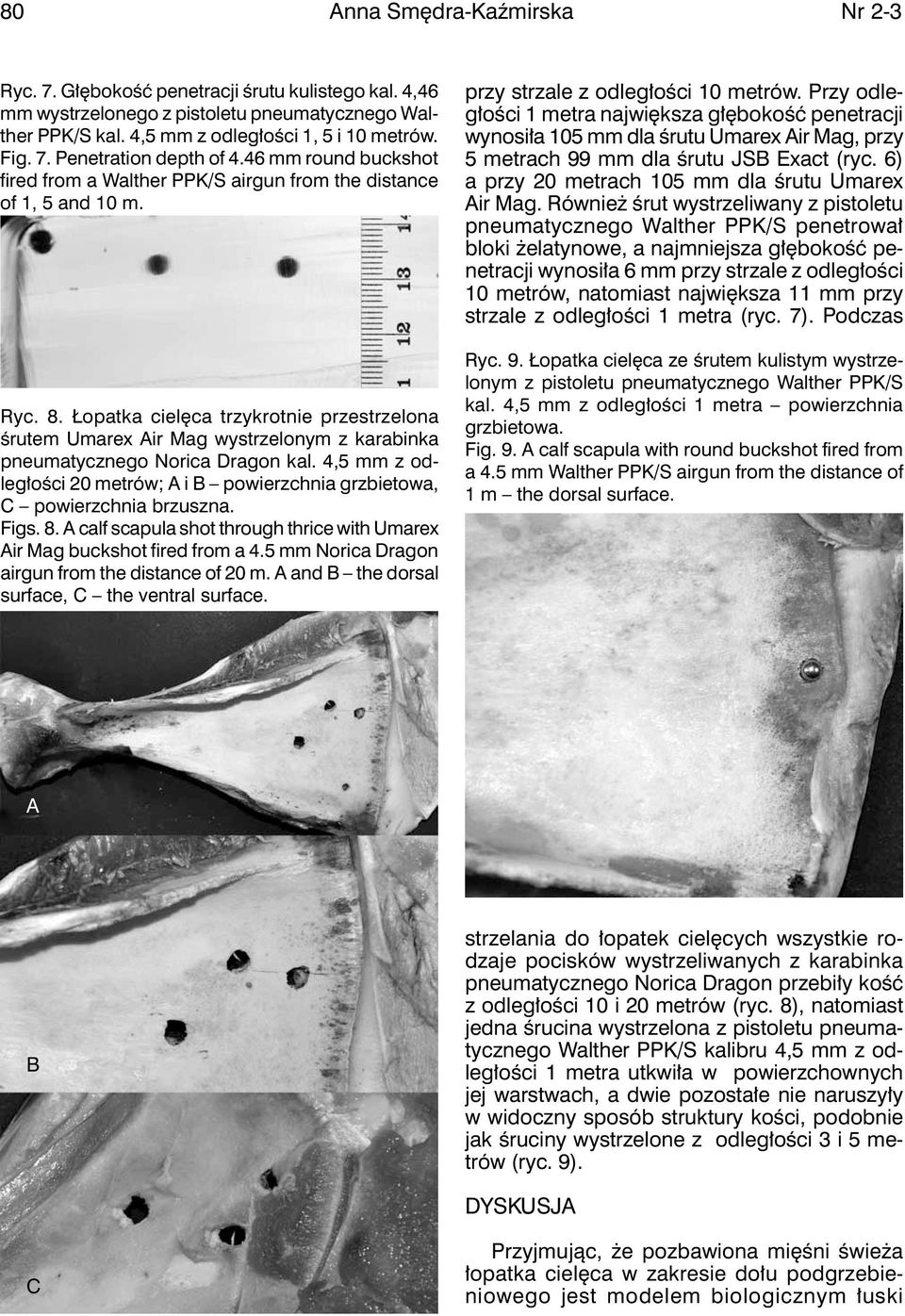 Łopatka cielęca trzykrotnie przestrzelona śrutem Umarex Air Mag wystrzelonym z karabinka pneumatycznego Norica Dragon kal.