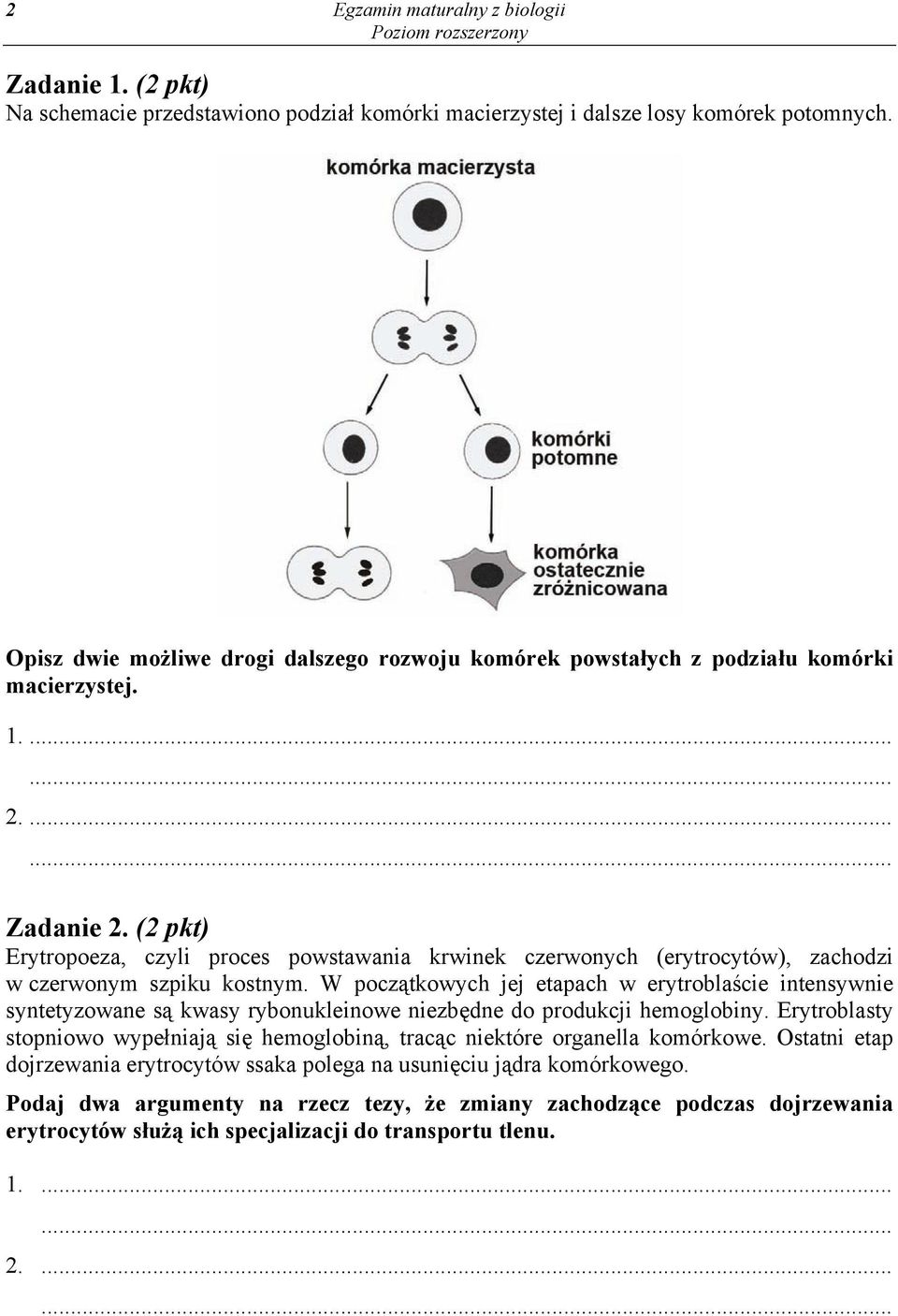 (2 pkt) Erytropoeza, czyli proces powstawania krwinek czerwonych (erytrocytów), zachodzi w czerwonym szpiku kostnym.