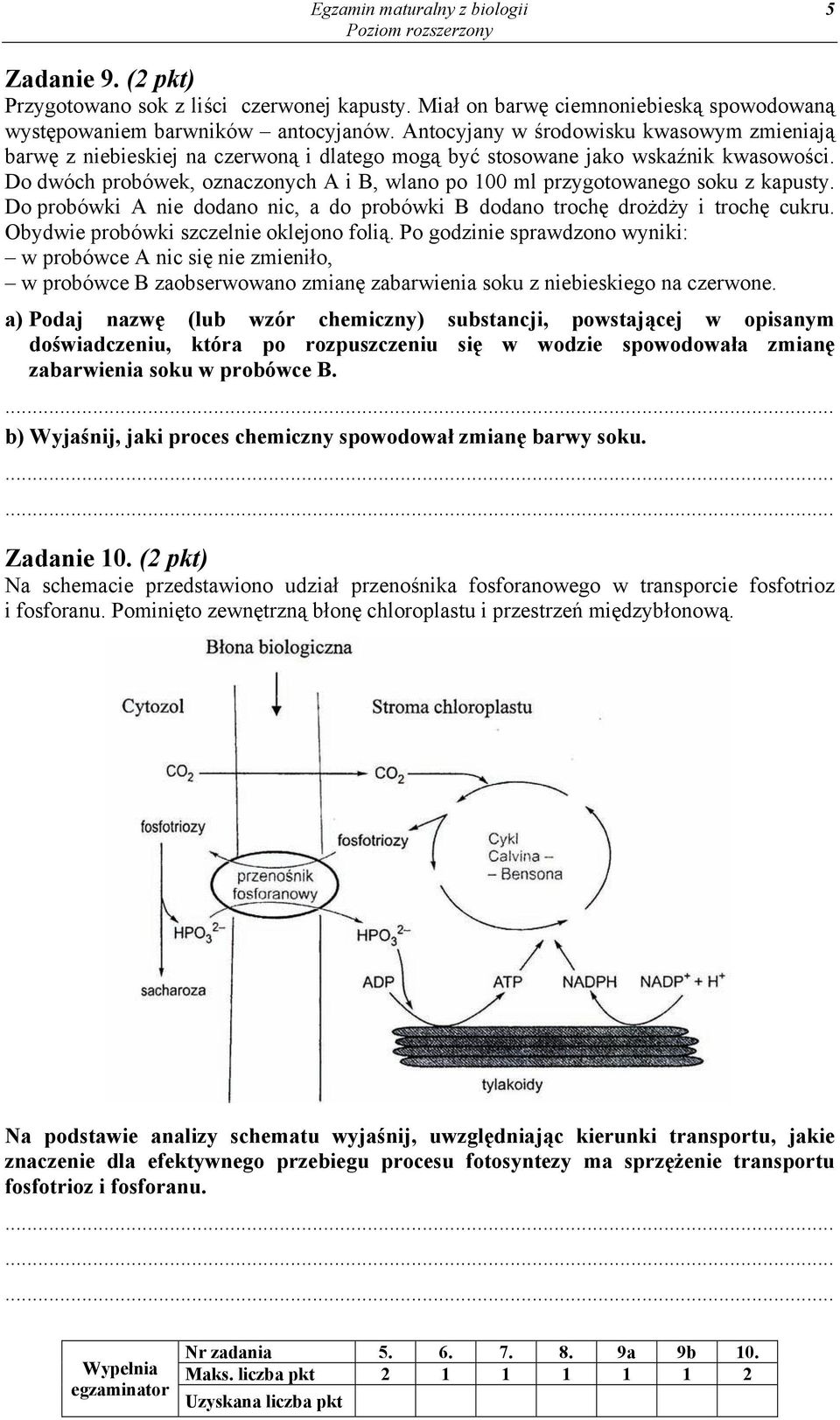 Do dwóch probówek, oznaczonych A i B, wlano po 100 ml przygotowanego soku z kapusty. Do probówki A nie dodano nic, a do probówki B dodano trochę drożdży i trochę cukru.