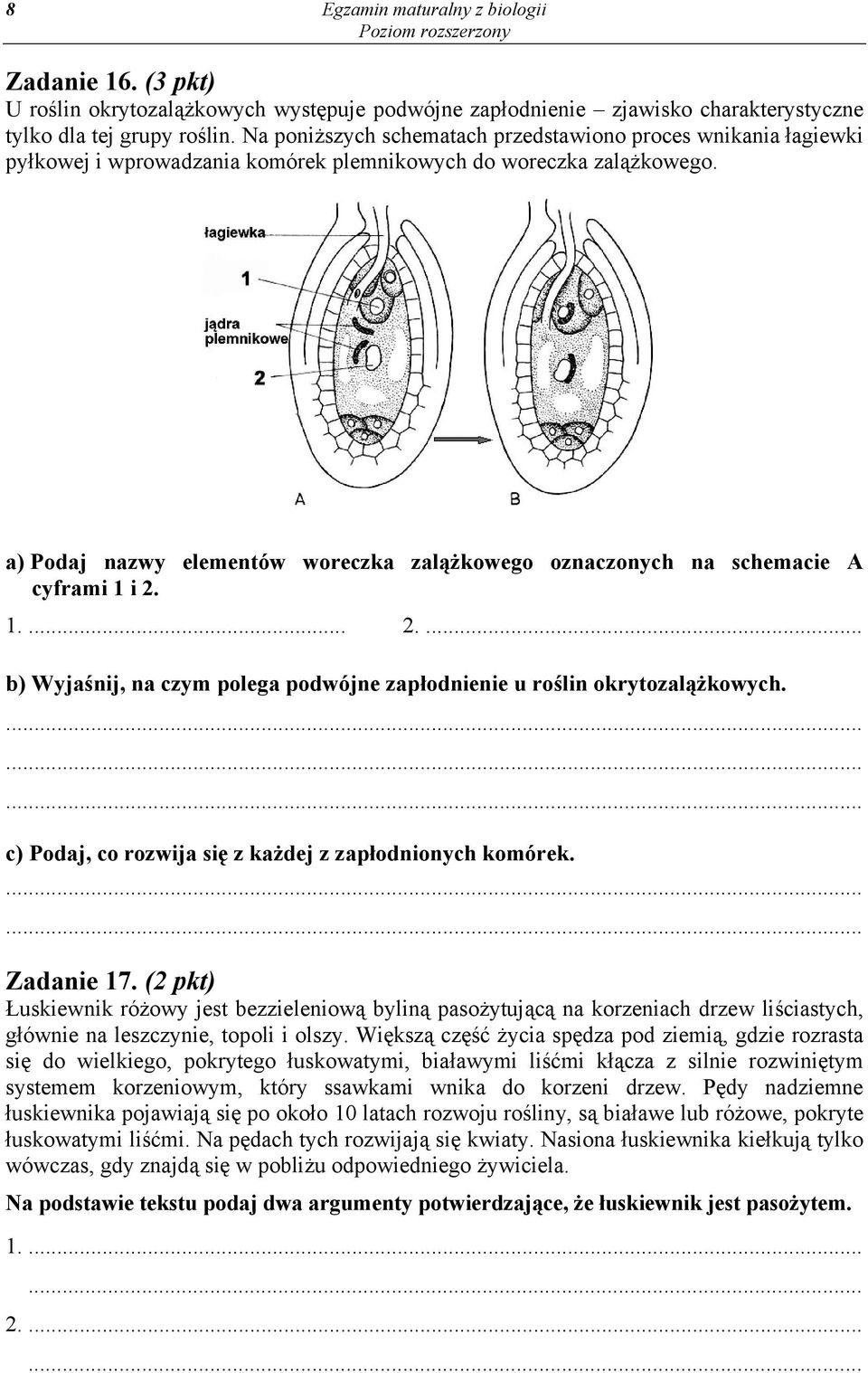 a) Podaj nazwy elementów woreczka zalążkowego oznaczonych na schemacie A cyframi 1 i 2. 1.... 2.... b) Wyjaśnij, na czym polega podwójne zapłodnienie u roślin okrytozalążkowych.