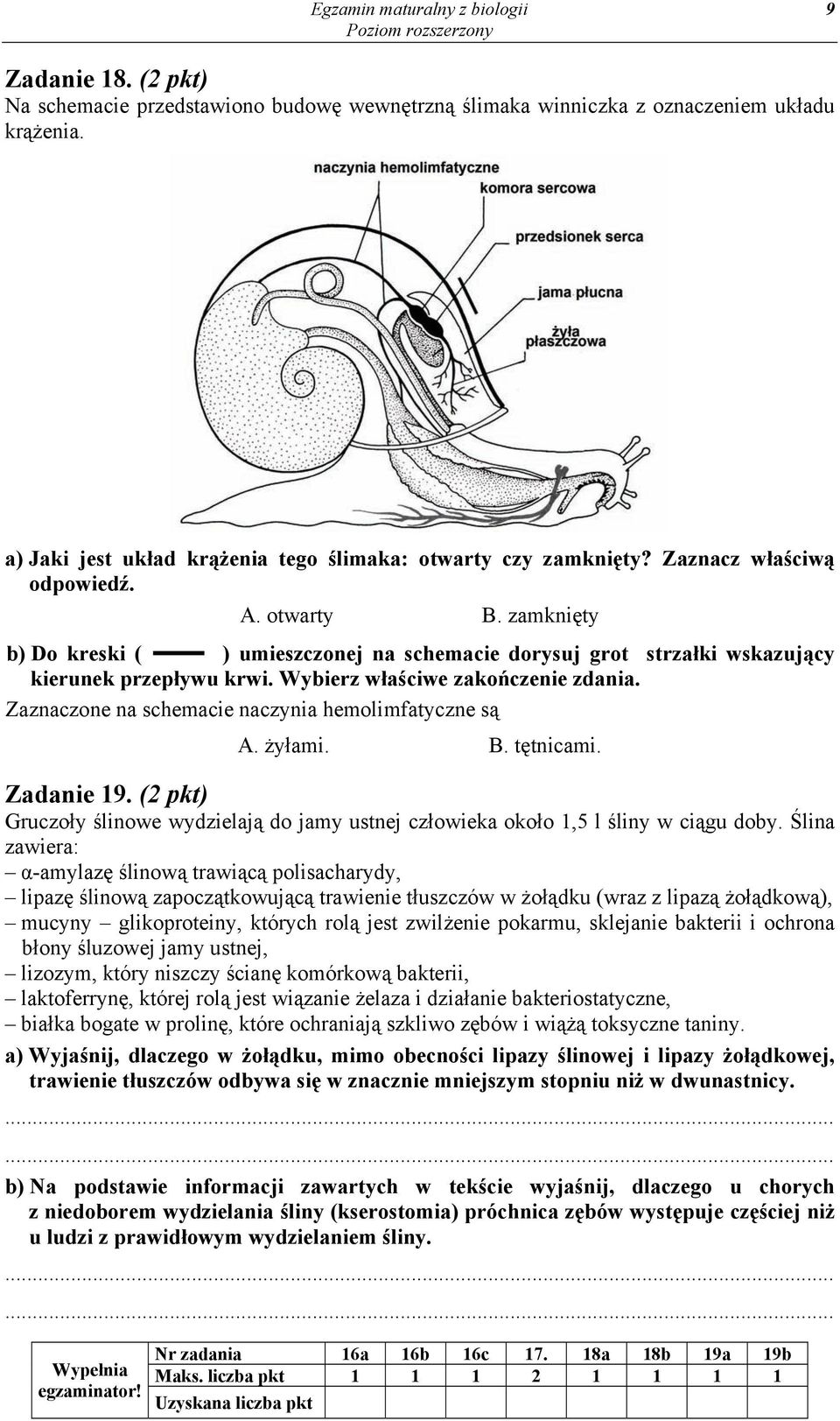 zamknięty b) Do kreski ( ) umieszczonej na schemacie dorysuj grot strzałki wskazujący kierunek przepływu krwi. Wybierz właściwe zakończenie zdania.