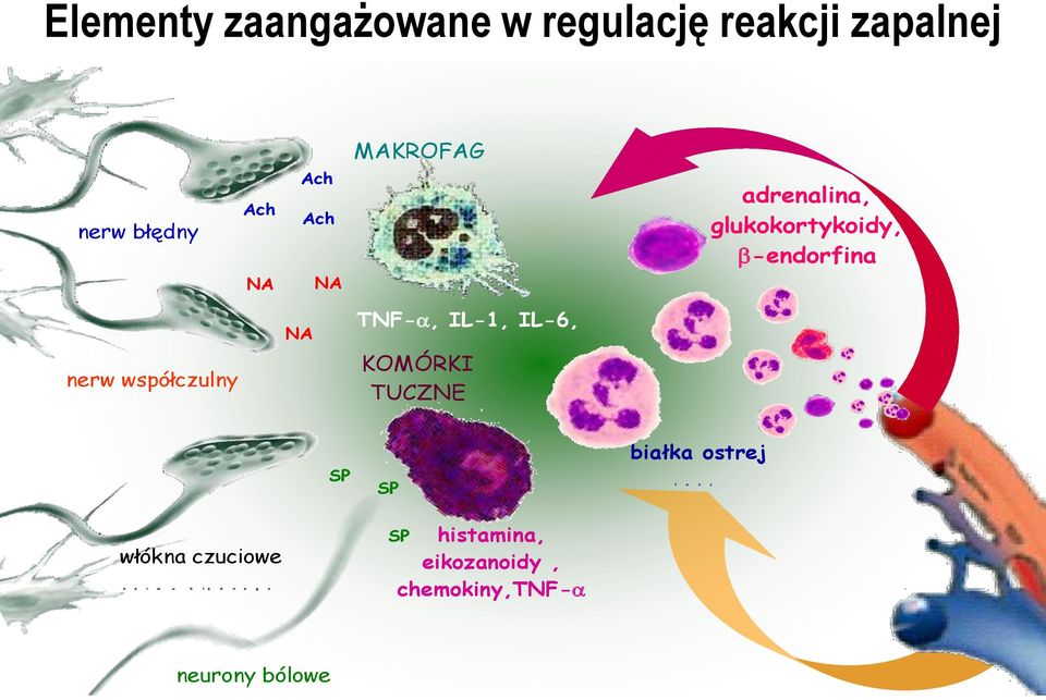 nerw współczulny KOMÓRKI TUCZNE SP SP białka ostrej f a z y włókna czuciowe n