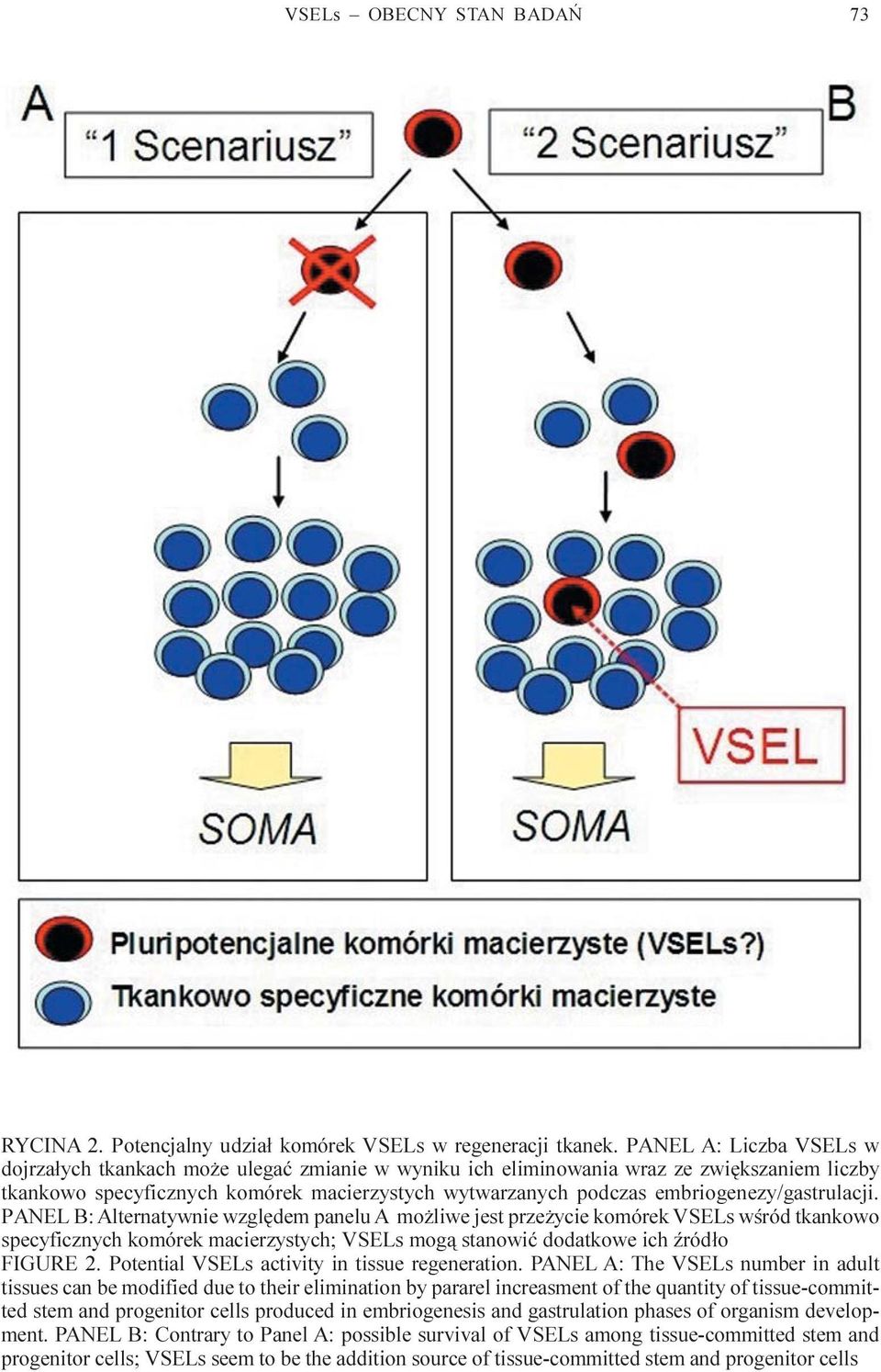 embriogenezy/gastrulacji.