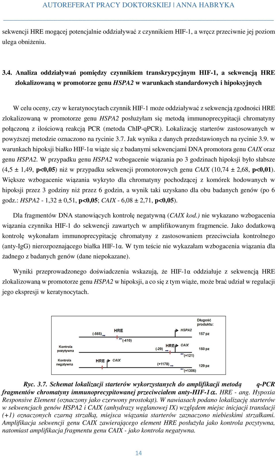 czynnik HIF-1 może oddziaływać z sekwencją zgodności HRE zlokalizowaną w promotorze genu HSPA2 posłużyłam się metodą immunoprecypitacji chromatyny połączoną z ilościową reakcją PCR (metoda ChIP-qPCR).