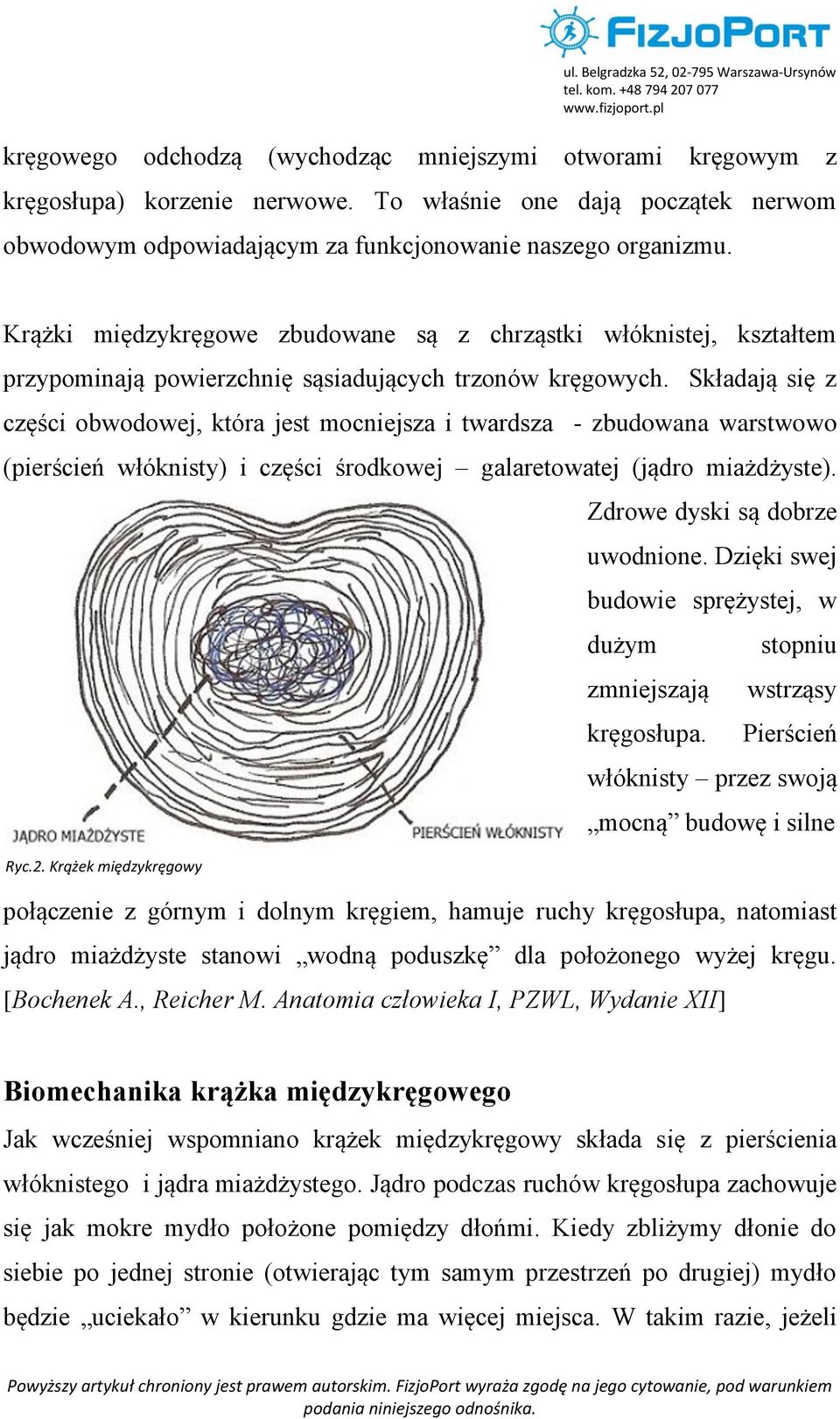 Składają się z części obwodowej, która jest mocniejsza i twardsza - zbudowana warstwowo (pierścień włóknisty) i części środkowej galaretowatej (jądro miażdżyste). Zdrowe dyski są dobrze uwodnione.