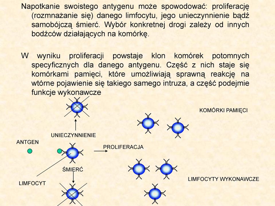 W wyniku proliferacji powstaje klon komórek potomnych specyficznych dla danego antygenu.