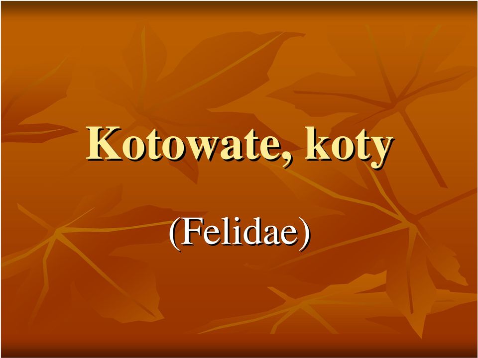 (Felidae)