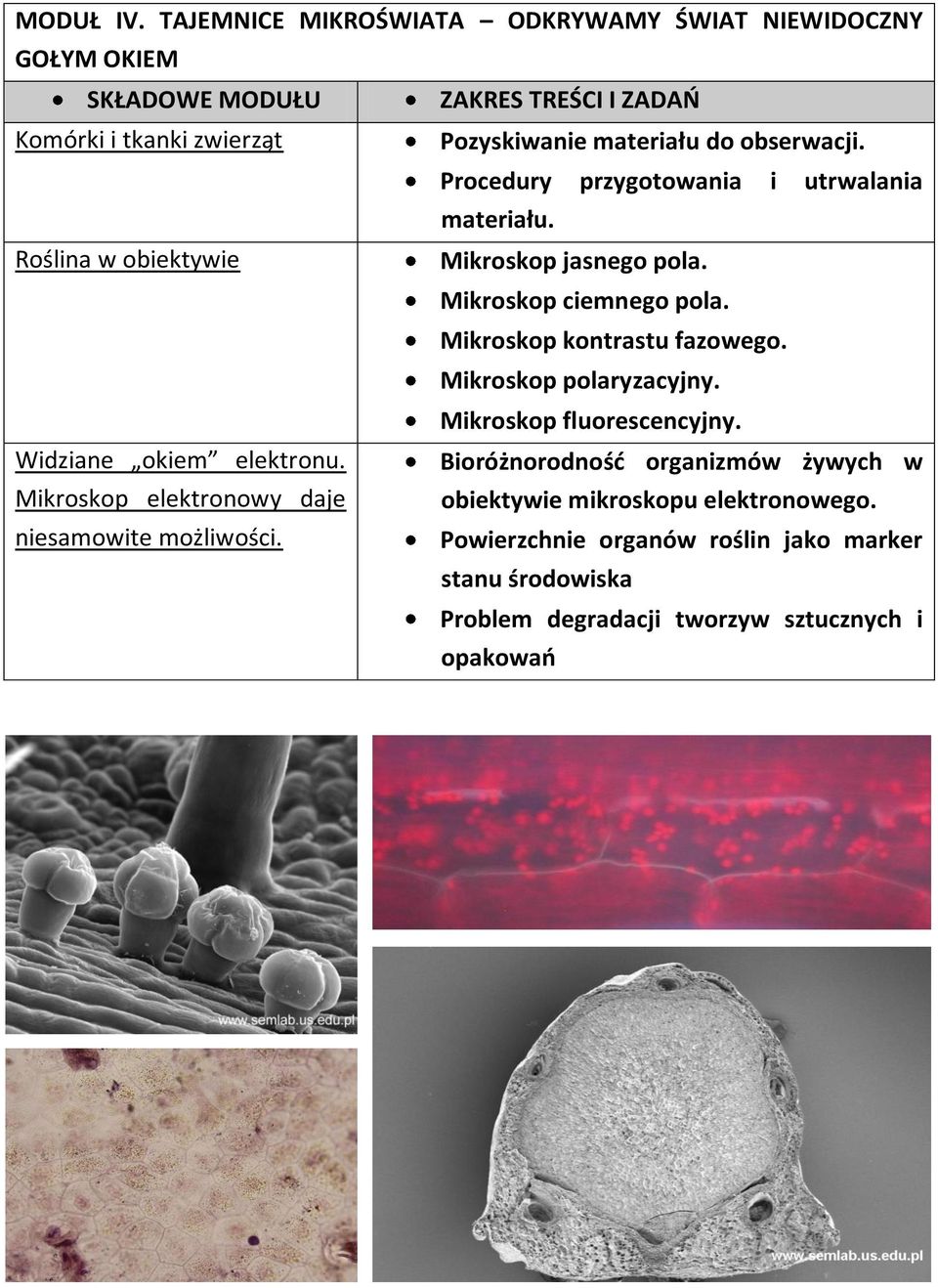 Mikroskop polaryzacyjny. Mikroskop fluorescencyjny. Widziane okiem elektronu. Mikroskop elektronowy daje niesamowite możliwości.