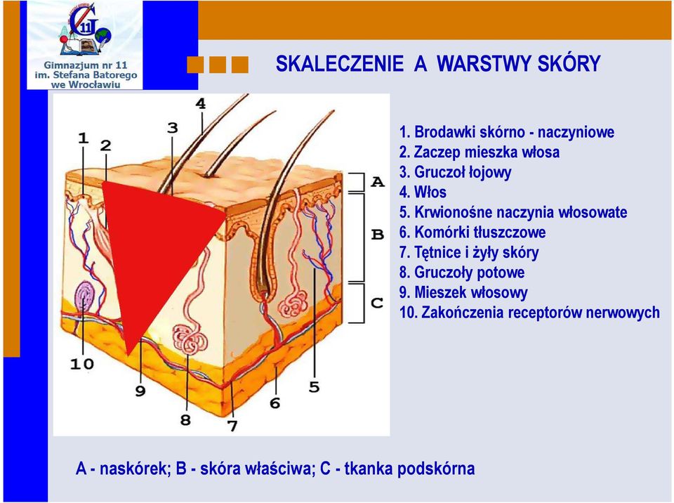 Krwionośne naczynia włosowate 6. Komórki tłuszczowe 7. Tętnice i żyły skóry 8.