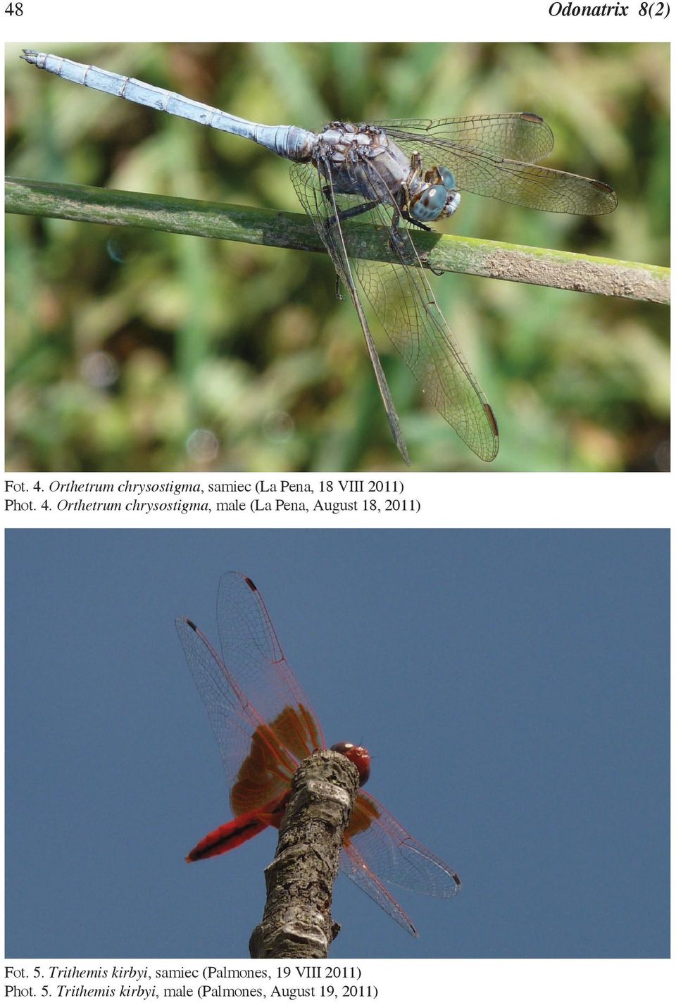 Orthetrum chrysostigma, male (La Pena, August 18, 2011) Fot. 5.