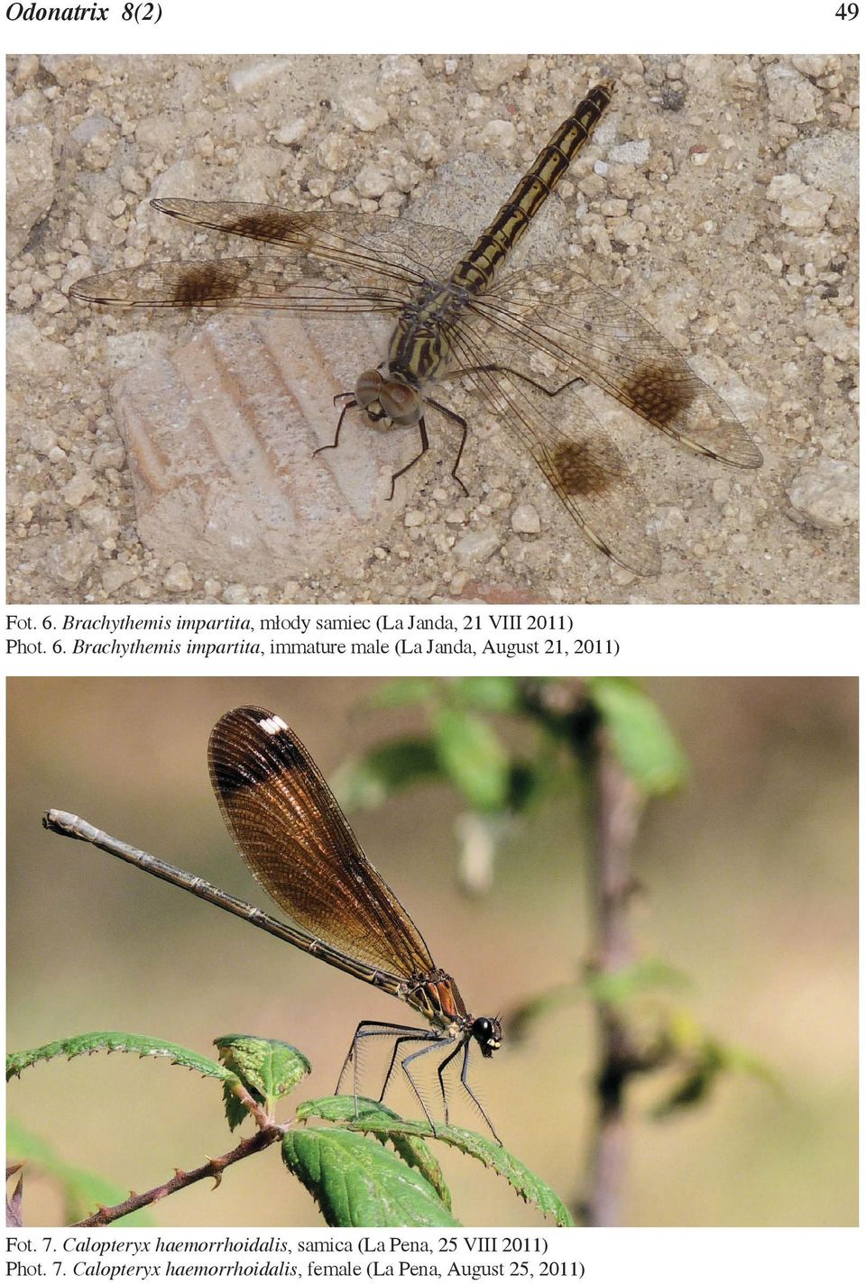 Brachythemis impartita, immature male (La Janda, August 21, 2011) Fot. 7.