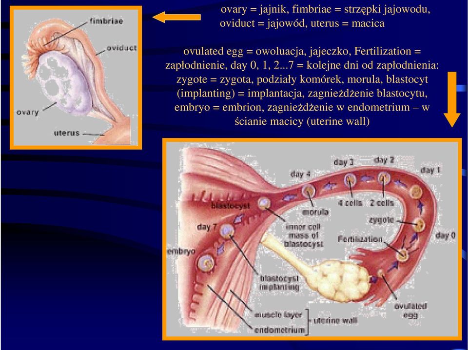 ..7 = kolejne dni od zapłodnienia: zygote = zygota, podziały komórek, morula, blastocyt