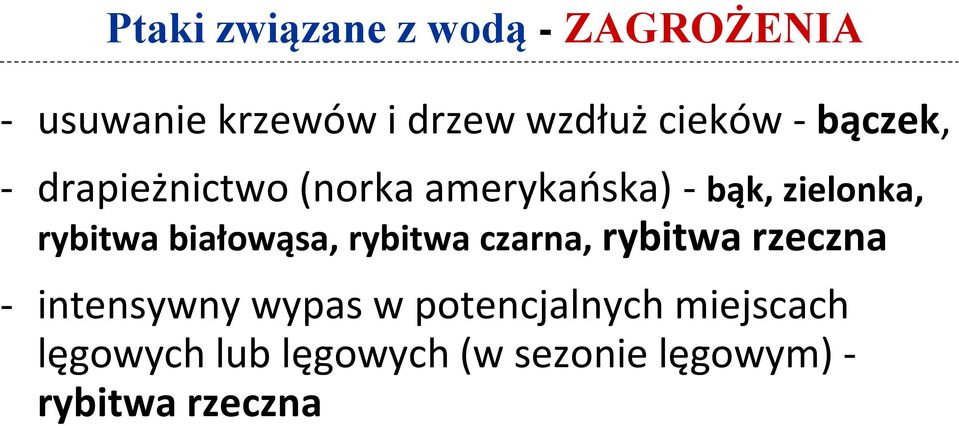 rybitwa białowąsa, rybitwa czarna, rybitwa rzeczna - intensywny wypas w