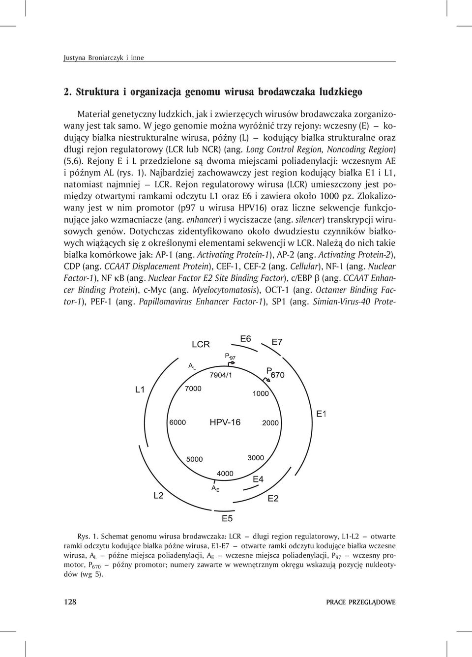 Long Control Region, Noncoding Region) (5,6). Rejony EiLprzedzielone s¹ dwoma miejscami poliadenylacji: wczesnym AE i póÿnym AL (rys. 1).