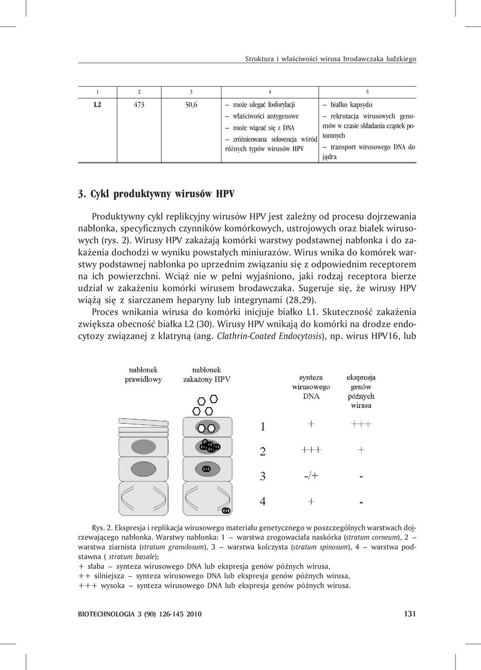 Cykl produktywny wirusów HPV Produktywny cykl replikcyjny wirusów HPV jest zale ny od procesu dojrzewania nab³onka, specyficznych czynników komórkowych, ustrojowych oraz bia³ek wirusowych (rys. 2).