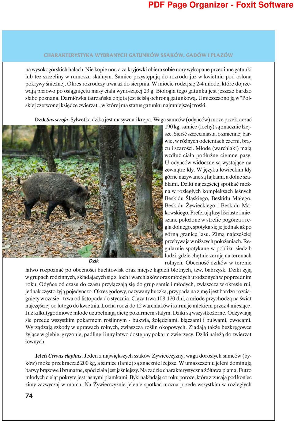 W miocie rodzą się 2-4 młode, które dojrzewają płciowo po osiągnięciu masy ciała wynoszącej 23 g. Biologia tego gatunku jest jeszcze bardzo słabo poznana.