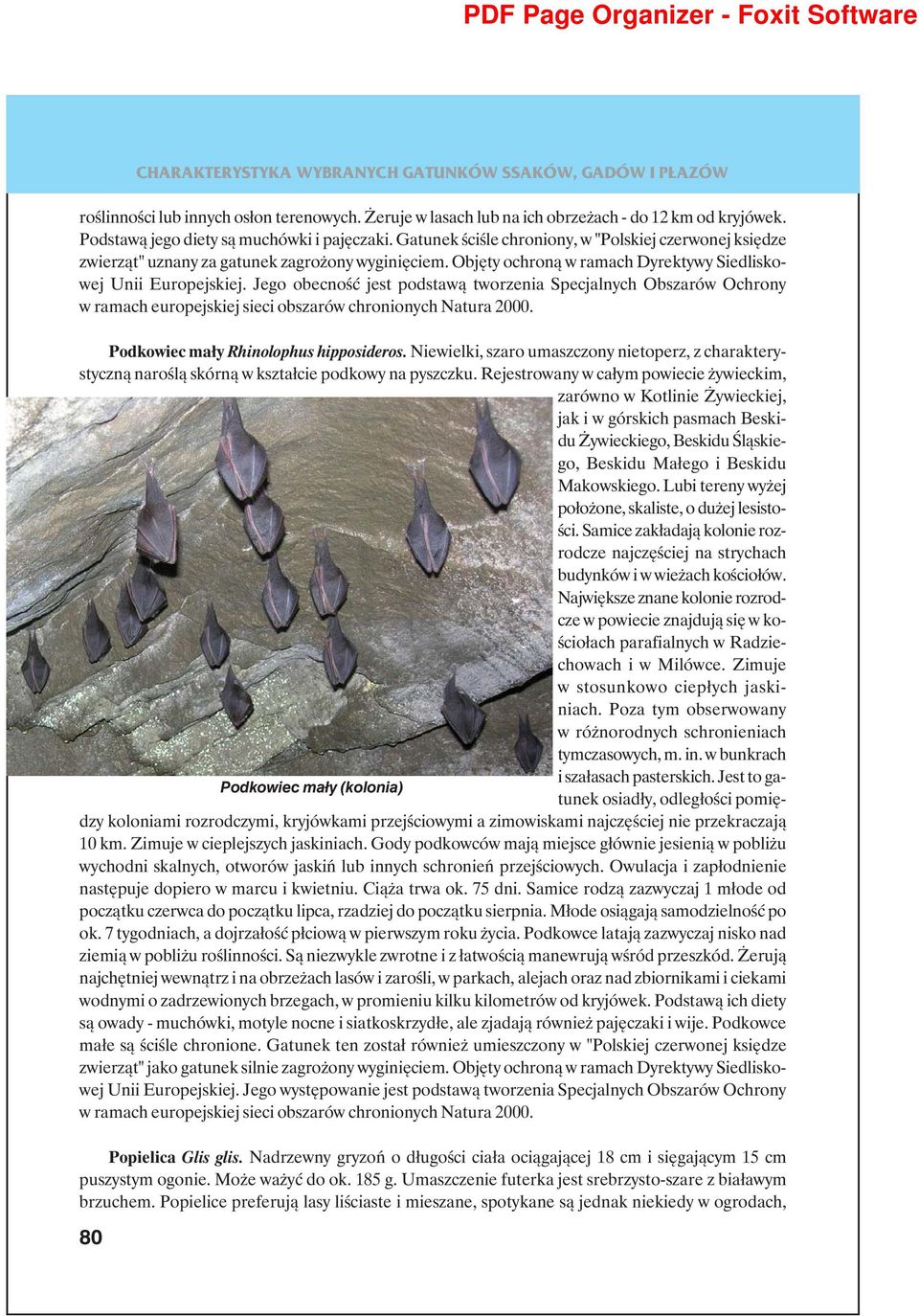 Jego obecność jest podstawą tworzenia Specjalnych Obszarów Ochrony w ramach europejskiej sieci obszarów chronionych Natura 2000. Podkowiec mały Rhinolophus hipposideros.