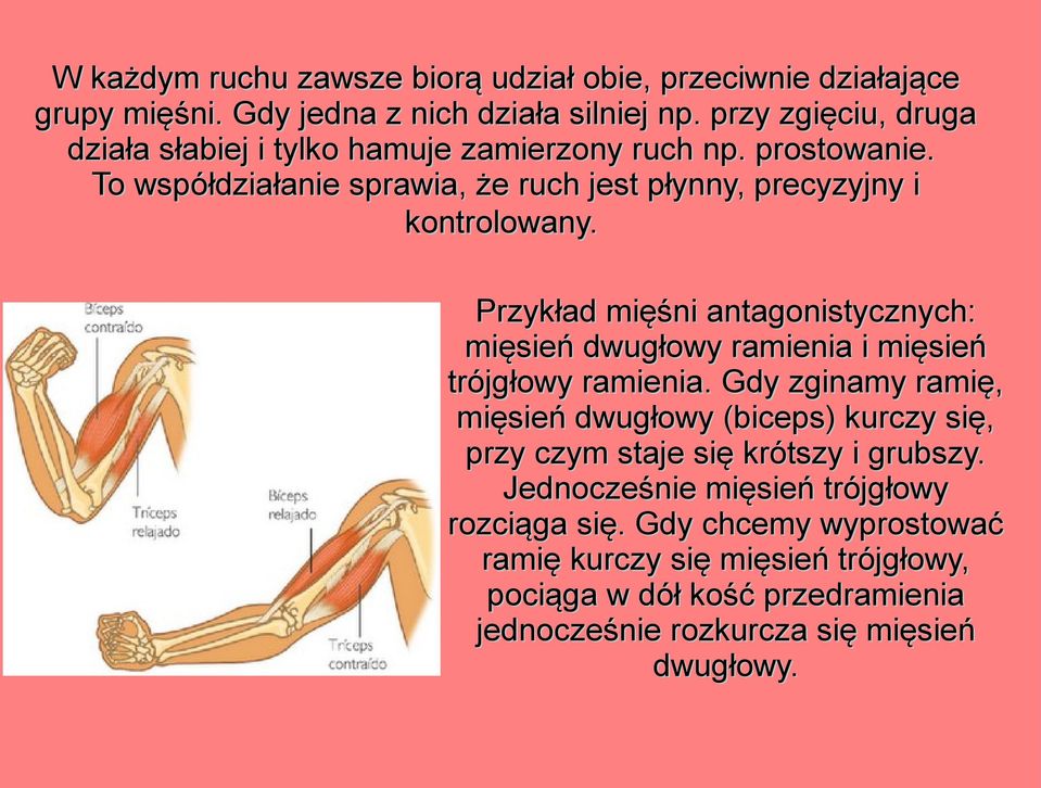 Przykład mięśni antagonistycznych: mięsień dwugłowy ramienia i mięsień trójgłowy ramienia.