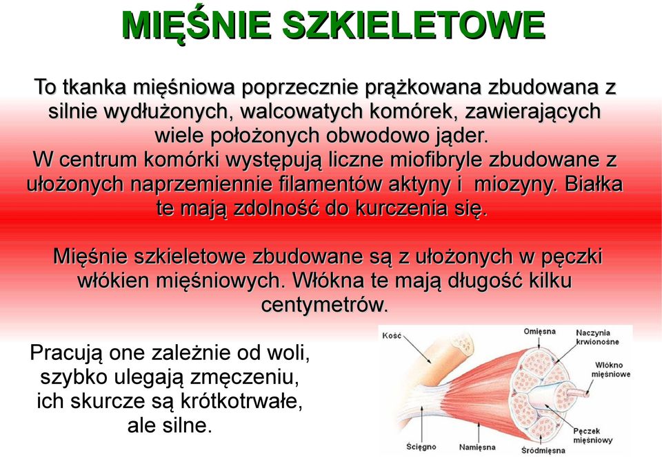 W centrum komórki występują liczne miofibryle zbudowane z ułożonych naprzemiennie filamentów aktyny i miozyny.