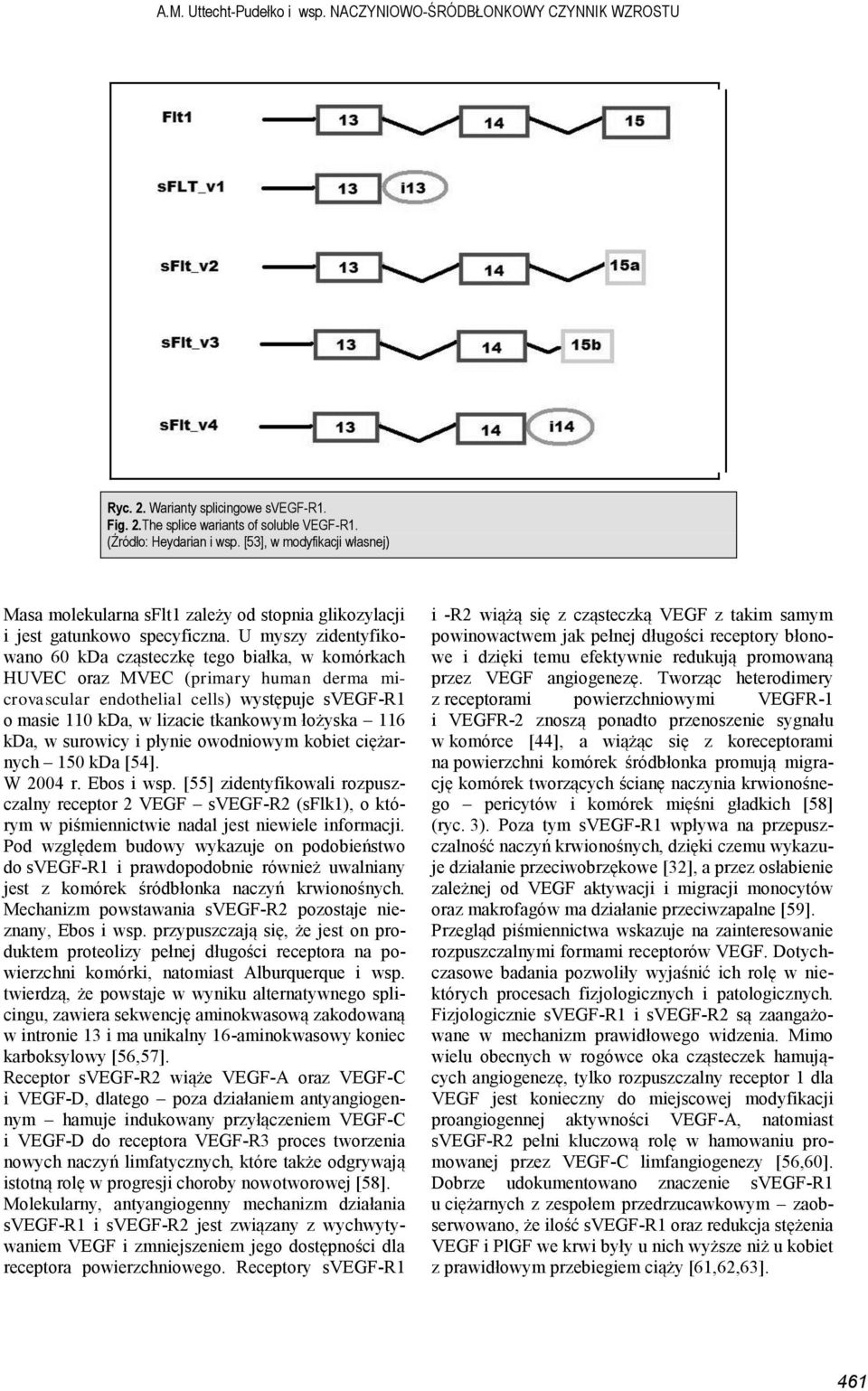 U myszy zidentyfikowano 60 kda cząsteczkę tego białka, w komórkach HUVEC oraz MVEC (primary human derma microvascular endothelial cells) występuje svegf-r1 o masie 110 kda, w lizacie tkankowym