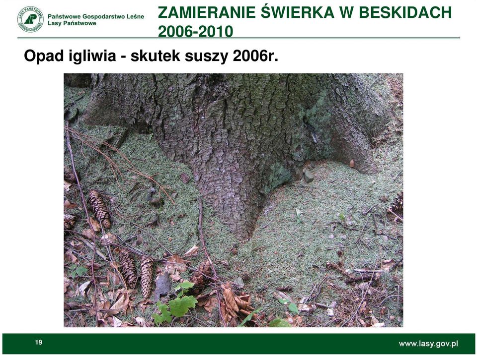 ZAMIERANIE ŚWIERKA
