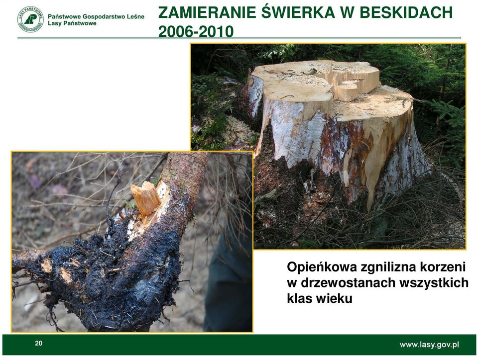 Opieńkowa zgnilizna korzeni