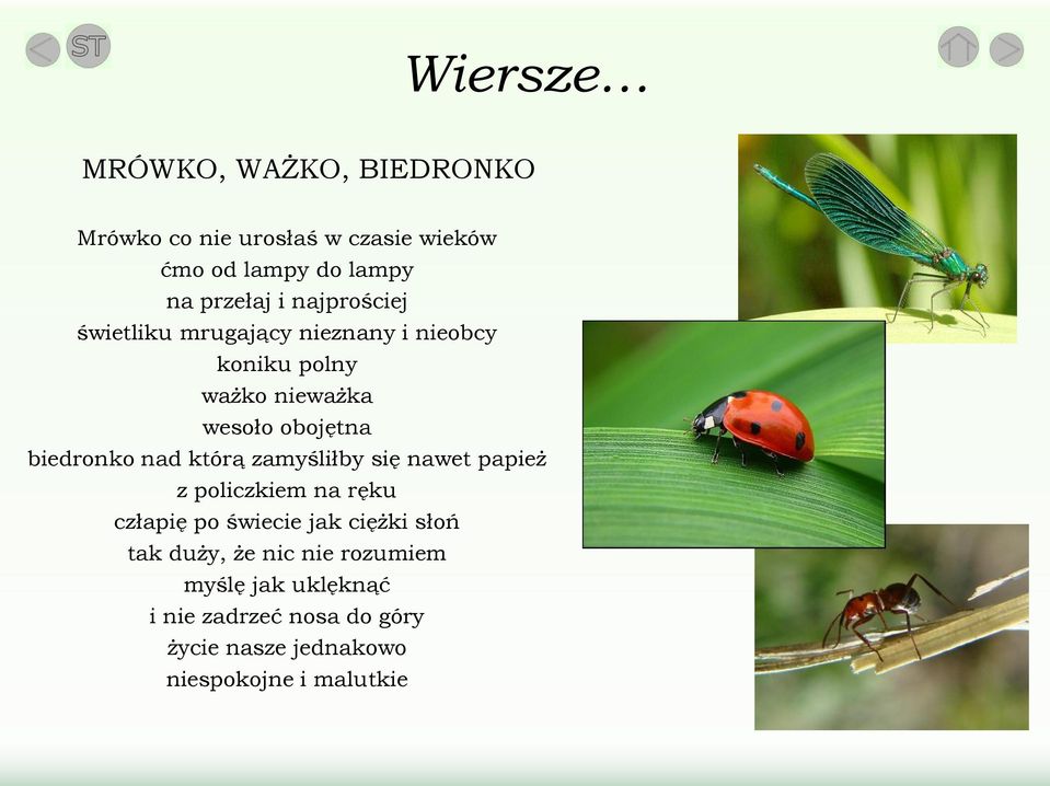 nad którą zamyśliłby się nawet papież z policzkiem na ręku człapię po świecie jak ciężki słoń tak duży, że