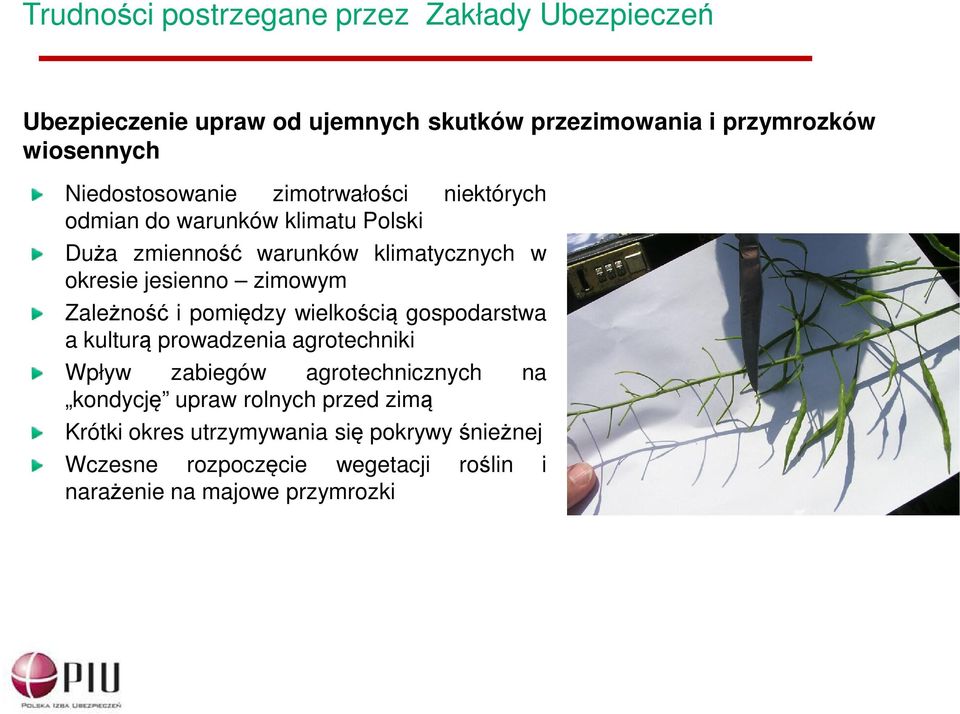 zimowym Zależność i pomiędzy wielkością gospodarstwa a kulturą prowadzenia agrotechniki Wpływ zabiegów agrotechnicznych na kondycję