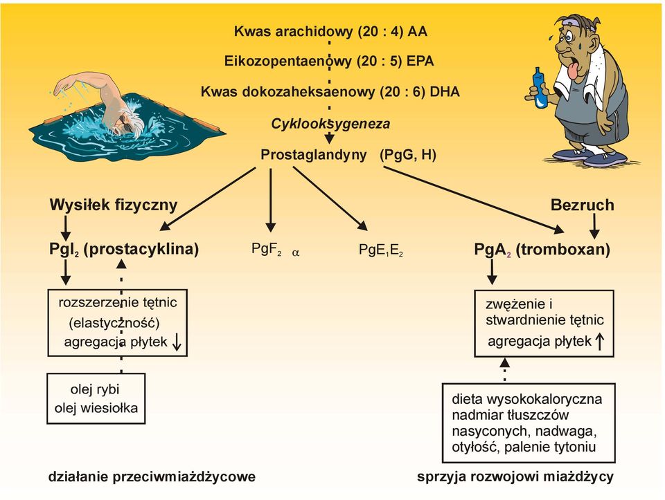 2 PgA (tromboxan) 2 zwężenie i stwardnienie tętnic agregacja płytek dieta wysokokaloryczna nadmiar