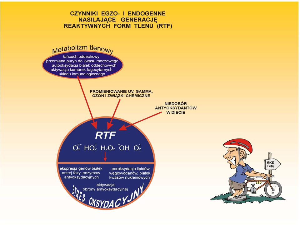GAMMA, OZON I ZWIĄZKI CHEMICZNE NIEDOBÓR ANTYOKSYDANTÓW W DIECIE RTF 1 O 2 HO 2 H2O 2 OH O 2 ekspresja genów białek ostrej