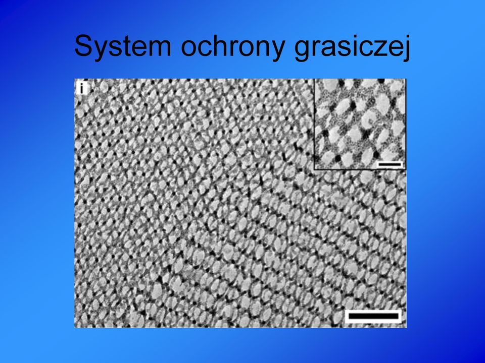 grasiczej
