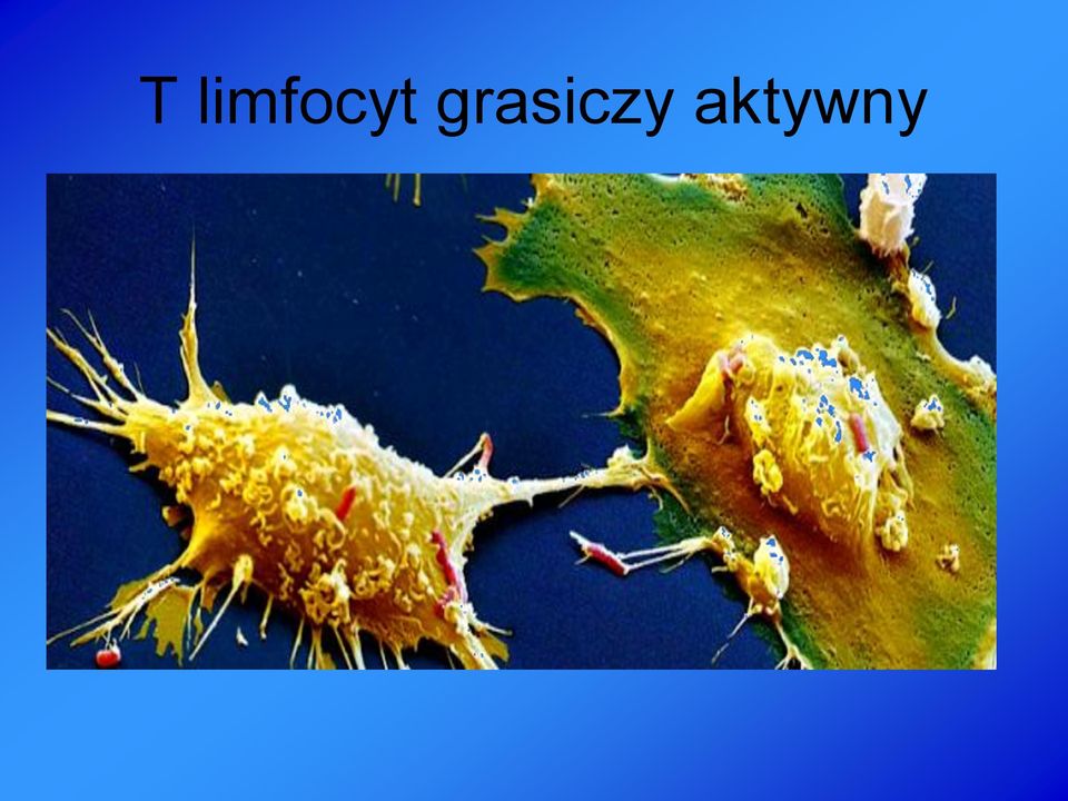 grasiczy