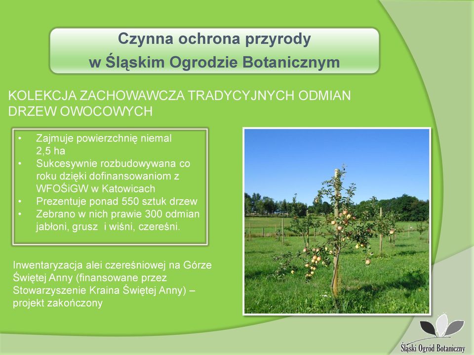Katowicach Prezentuje ponad 550 sztuk drzew Zebrano w nich prawie 300 odmian jabłoni, grusz i wiśni, czereśni.
