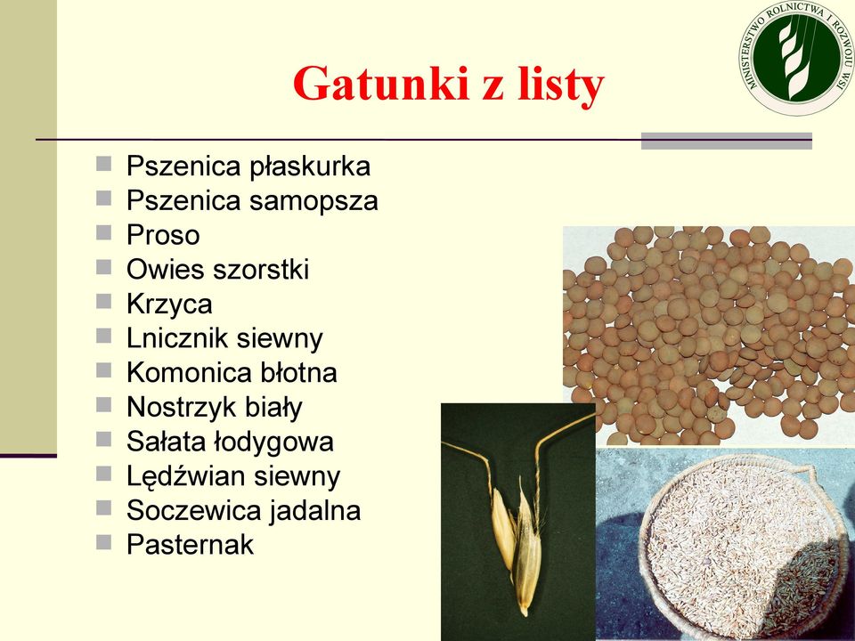 siewny Komonica błotna Nostrzyk biały Sałata