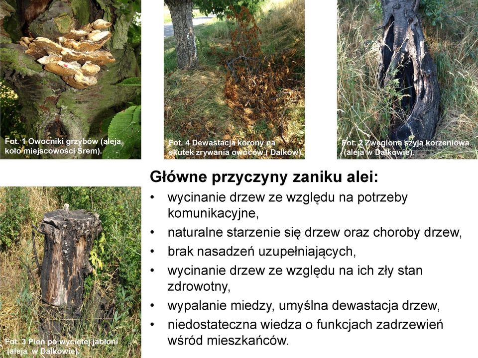 Główne przyczyny zaniku alei: wycinanie drzew ze względu na potrzeby komunikacyjne, naturalne starzenie się drzew oraz choroby drzew,