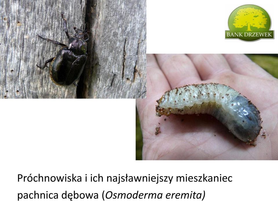 mieszkaniec pachnica