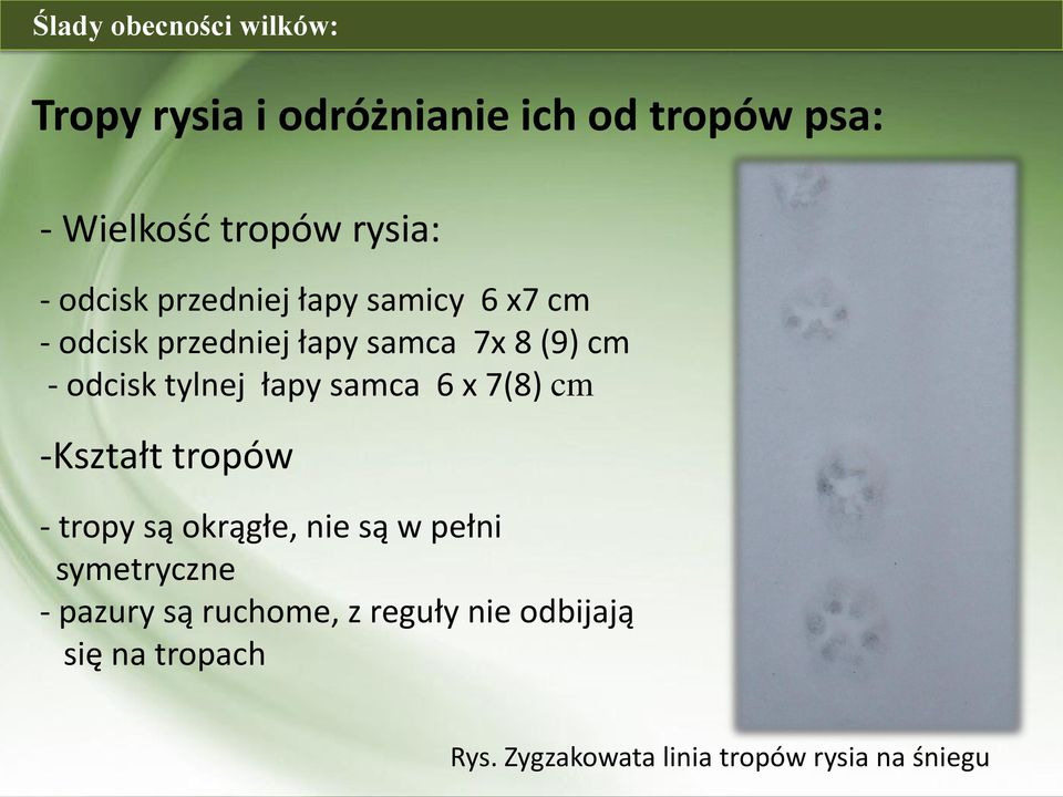 tylnej łapy samca 6 x 7(8) cm -Kształt tropów - tropy są okrągłe, nie są w pełni symetryczne -