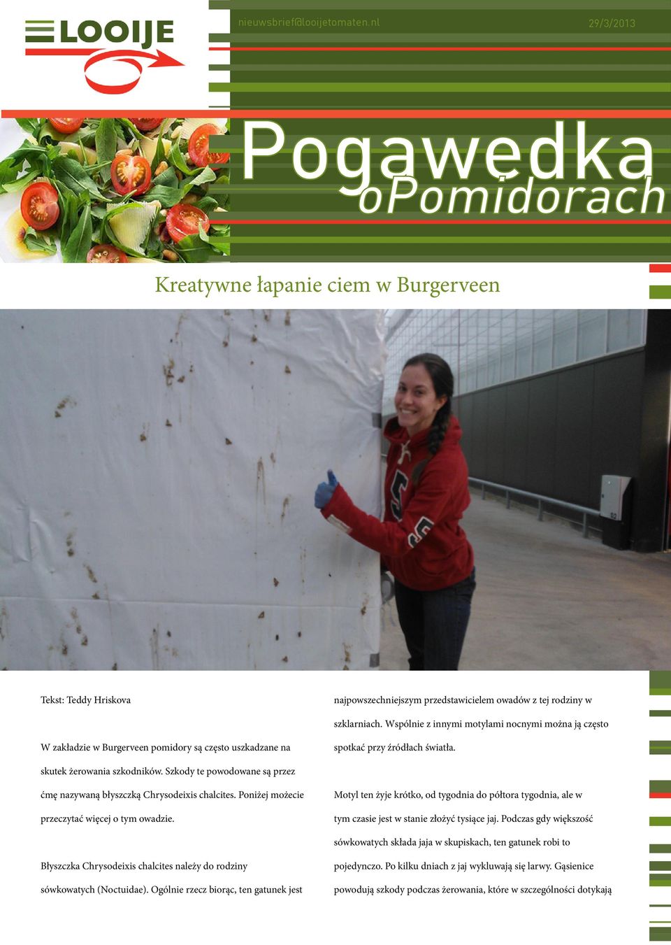 Szkody te powodowane są przez ćmę nazywaną błyszczką Chrysodeixis chalcites. Poniżej możecie przeczytać więcej o tym owadzie.