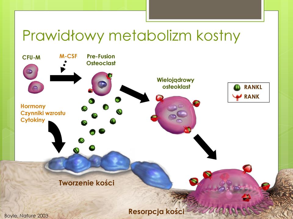 Wielojądrowy osteoklast RANKL RANK Osteoblasty