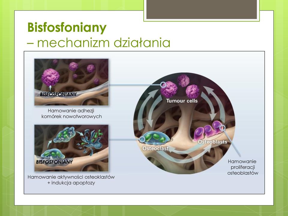 BISFOSFONIANY Hamowanie aktywności osteoklastów