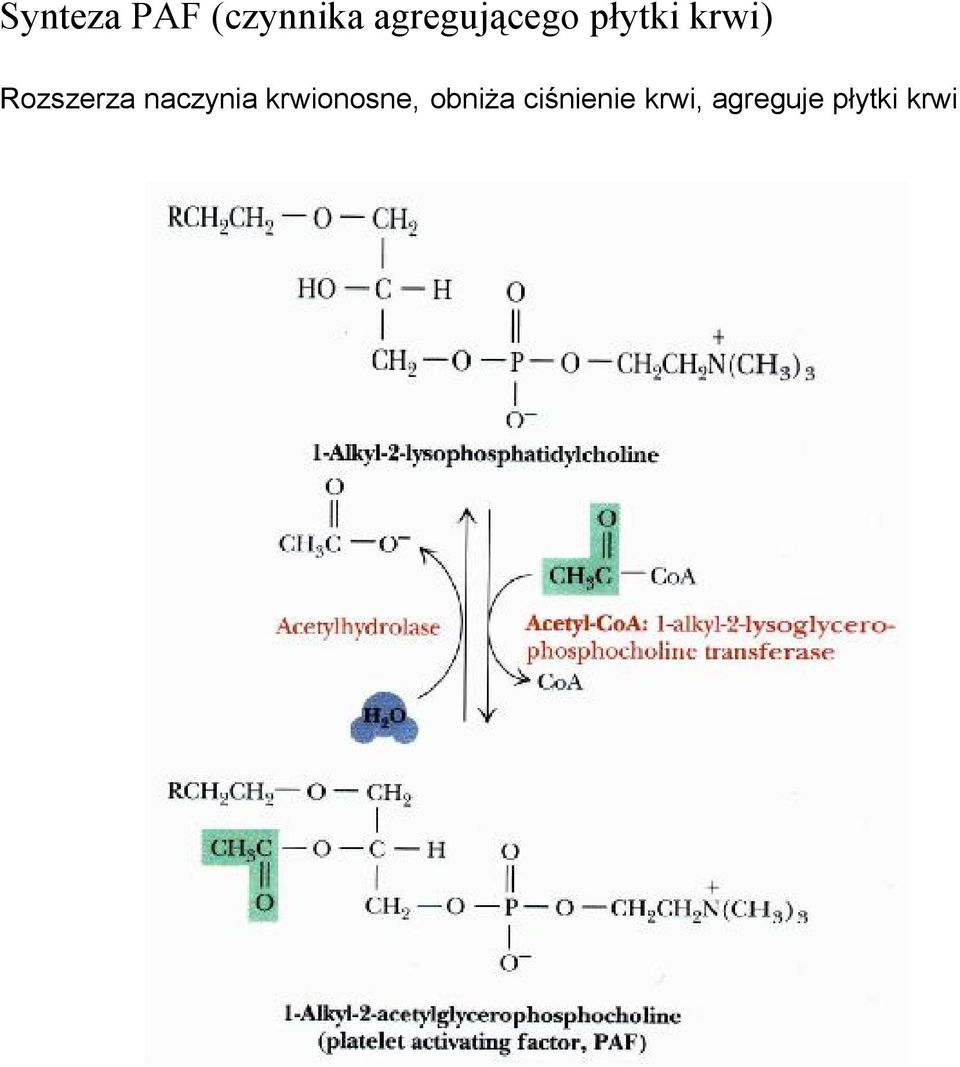Rozszerza naczynia krwionosne,