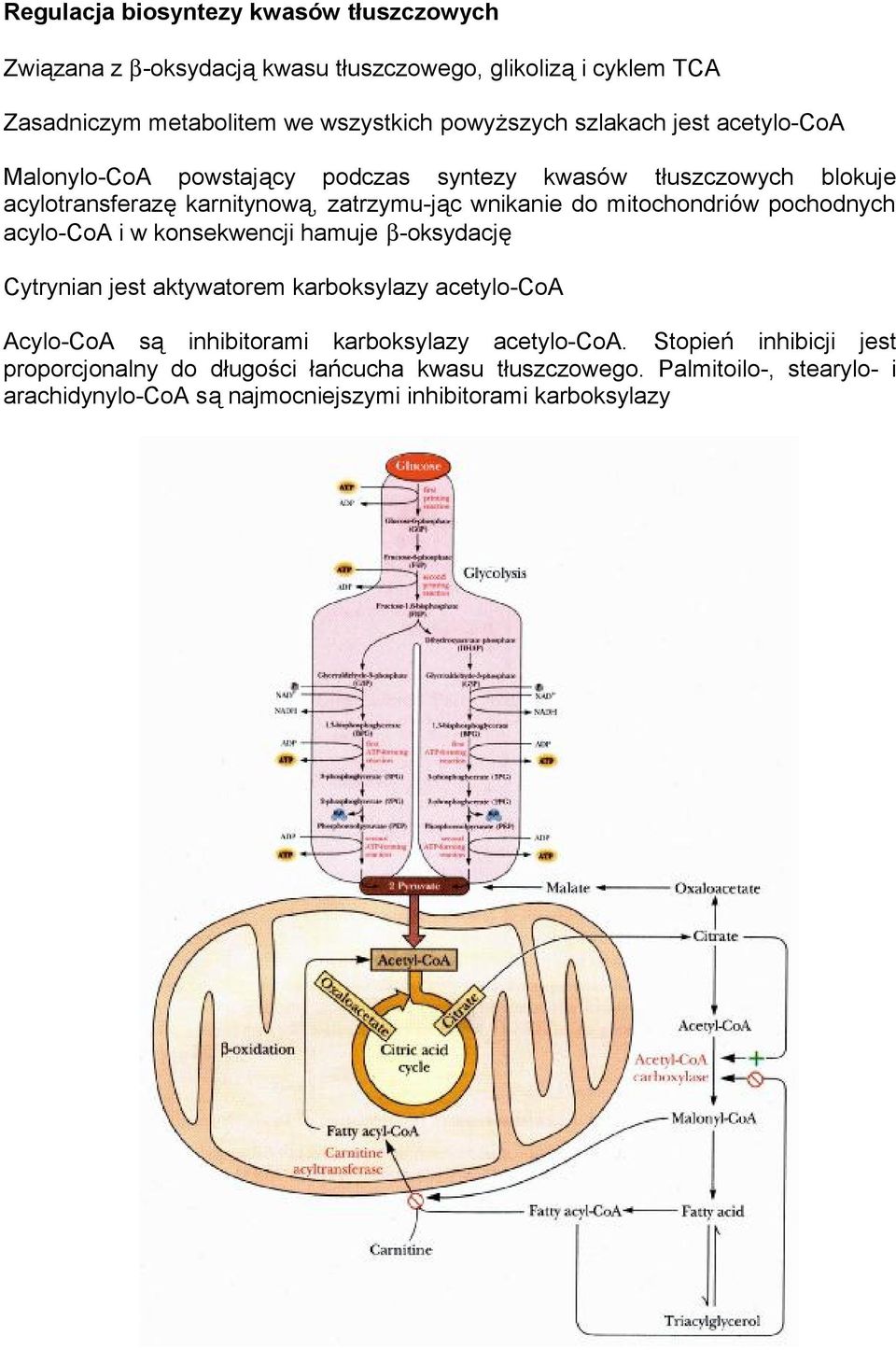 mitochondriów pochodnych acylo-coa i w konsekwencji hamuje β-oksydację Cytrynian jest aktywatorem karboksylazy acetylo-coa Acylo-CoA są inhibitorami karboksylazy