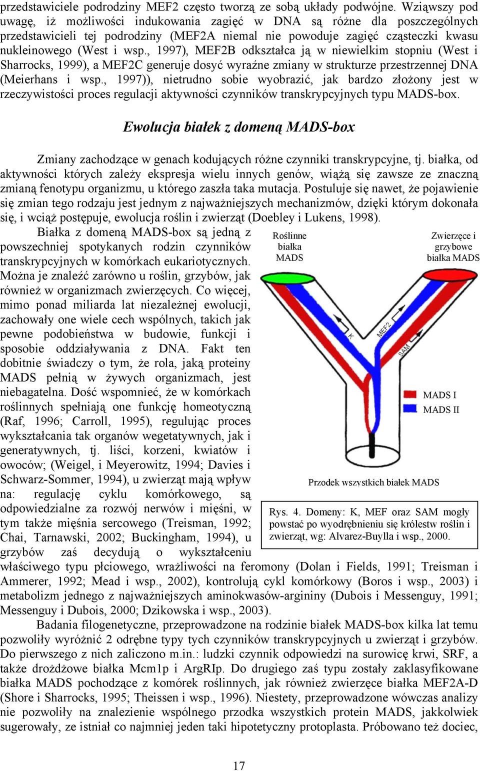 , 1997), MEF2B odkształca ją w niewielkim stopniu (West i Sharrocks, 1999), a MEF2C generuje dosyć wyraźne zmiany w strukturze przestrzennej DNA (Meierhans i wsp.