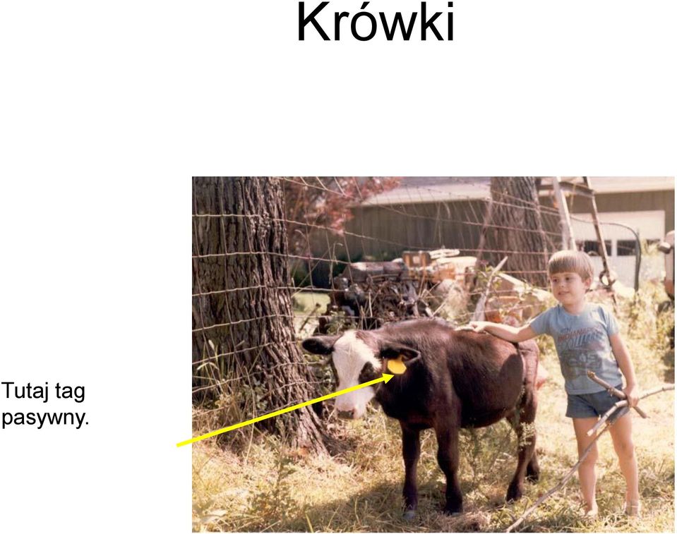 Krówki