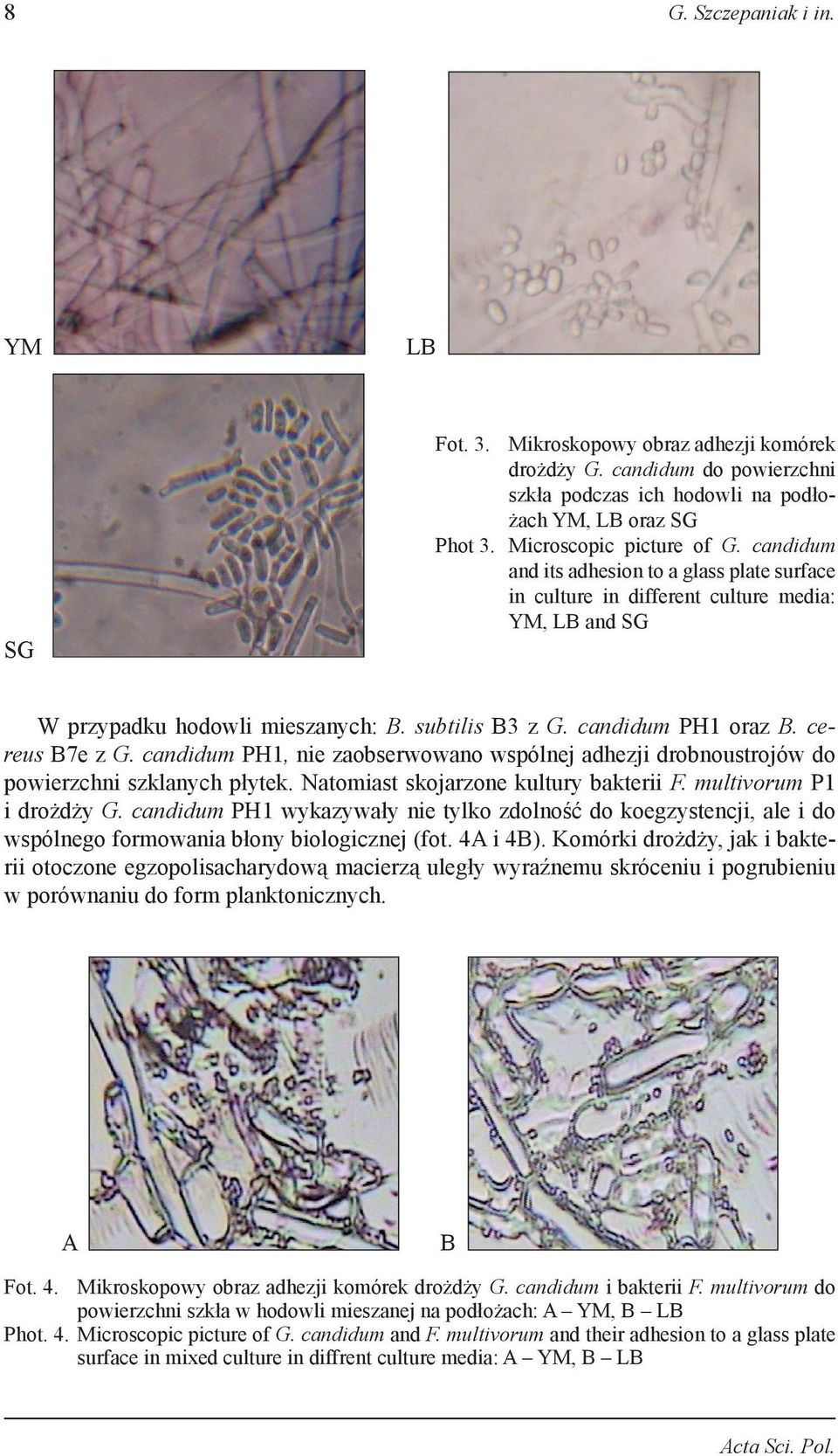 candidum PH1, nie zaobserwowano wspólnej adhezji drobnoustrojów do powierzchni szklanych płytek. Natomiast skojarzone kultury bakterii F. multivorum P1 i drożdży G.