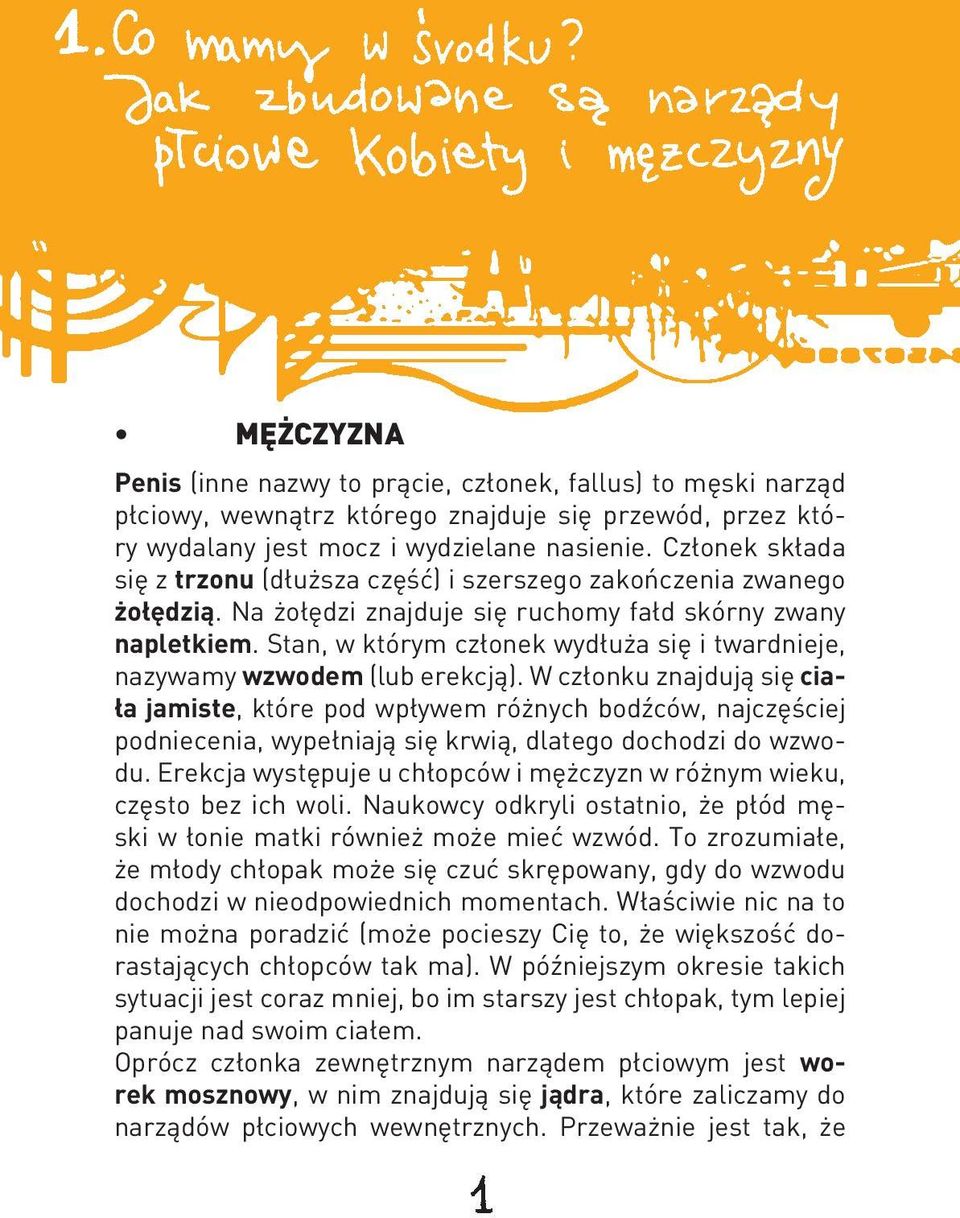 Stan, w którym członek wydłuża się i twardnieje, nazywamy wzwodem (lub erekcją).