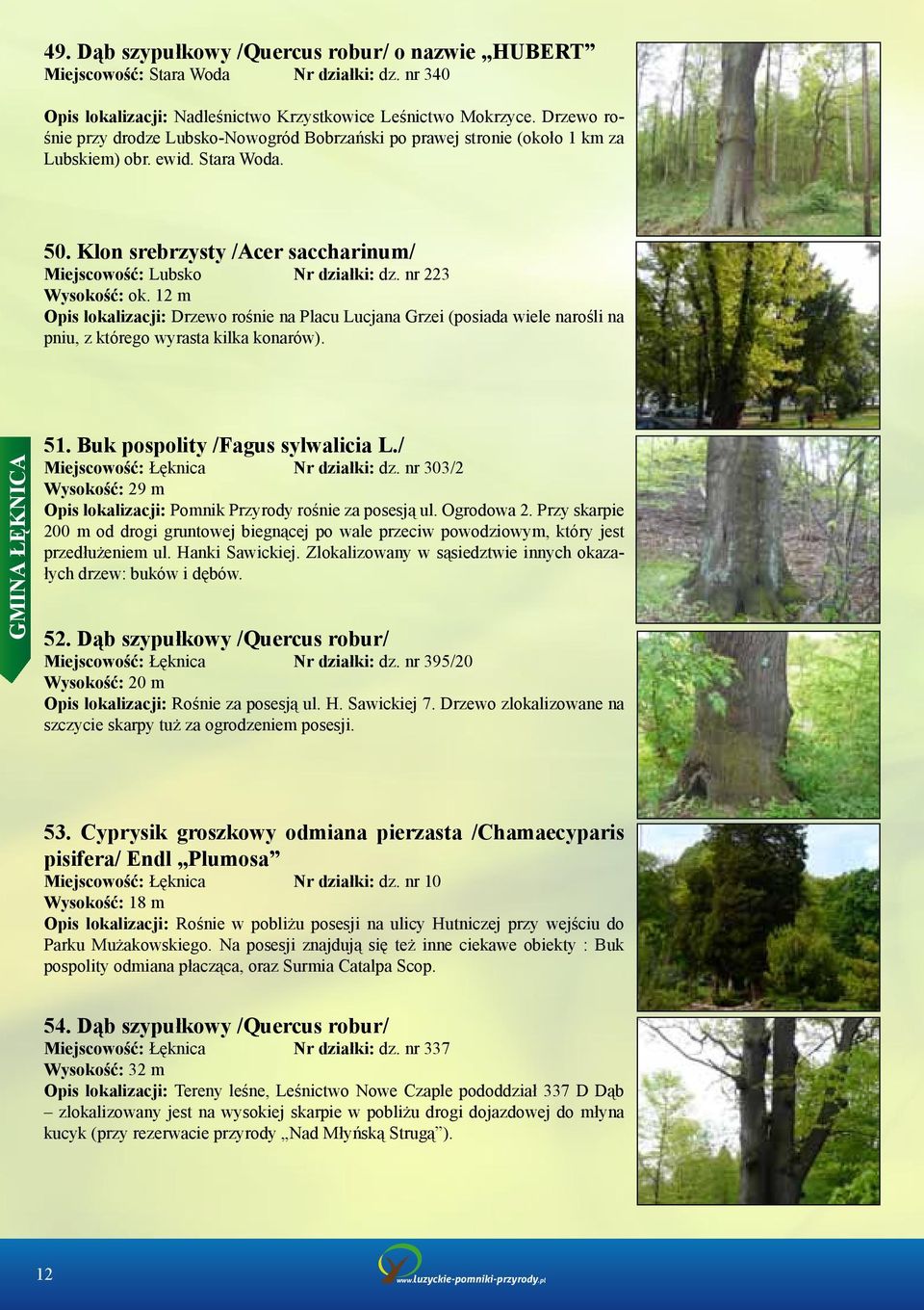 nr 223 Wysokość: ok. 12 m Opis lokalizacji: Drzewo rośnie na Placu Lucjana Grzei (posiada wiele narośli na pniu, z którego wyrasta kilka konarów). GMINA ŁĘKNICA 51. Buk pospolity /Fagus sylwalicia L.